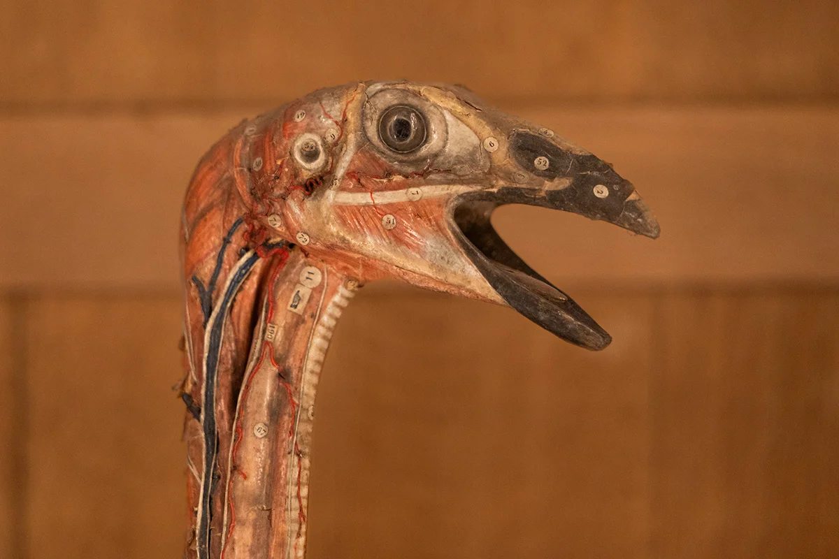 Musée de l'Université de Gand (GUM)
